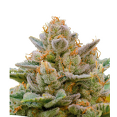 BIG BAZOOKA AUTO – ANESIA SEEDS